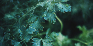 A Vision in Green